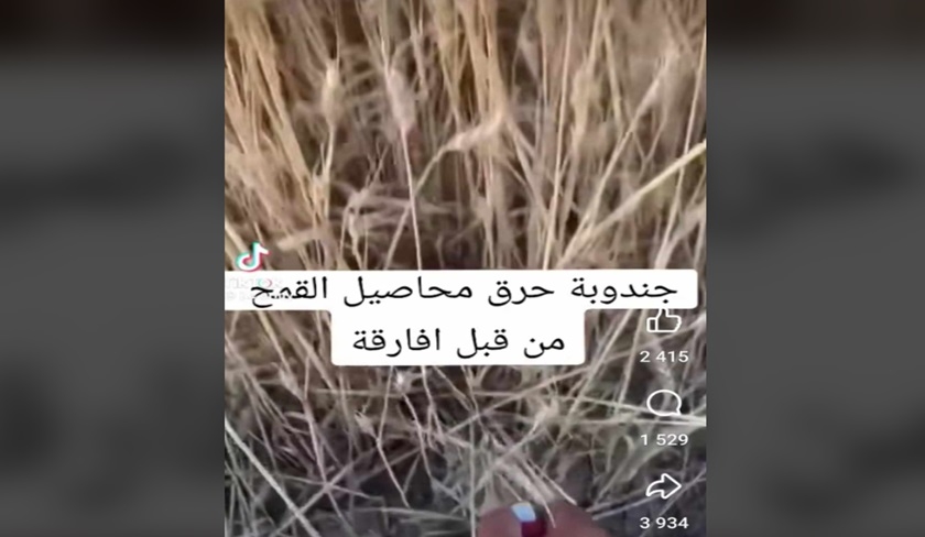 Une récolte de blé brûlée par des migrants à Jendouba ? Ce qu'il en est